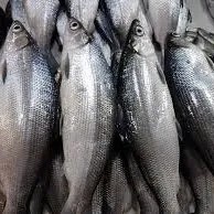 Ikan Bandeng 1kg