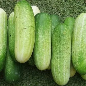 TIMUN 1kg