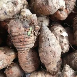 biang / induk kunyit 1 kg,  ½ kg, atau ¼ kg