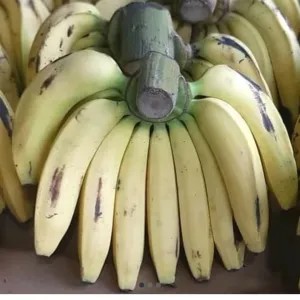 Pisang Ambon sukabumi per sisir