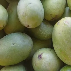 Mangga gadung 1kg