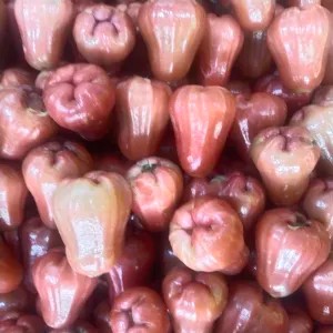 Jambu Air Merah 1kg