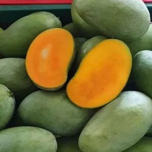 mangga gadung 1kg