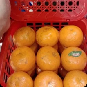 jeruk kino Mandarin Giftpack keranjang 2.5kg