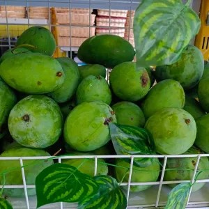 Mangga Gadung 1kg
