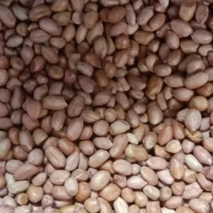 kacang tanah tuban sedang