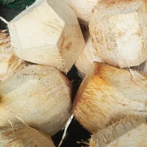 Kelapa muda buat es kelapa