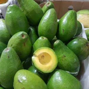 Alpukat Mentega Lampung