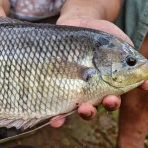 IKAN GURAME 1kg