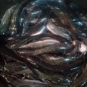 ikan lele 1kg