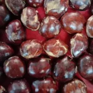 Jengkol 1kg