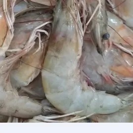 Udang besar 1kg