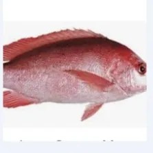 Ikan kakap merah 1kg