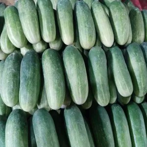 Timun Baby 1 Kg atau 500gram