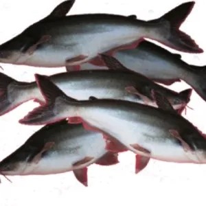 Ikan Patin Hidup/ ekor 1per pack