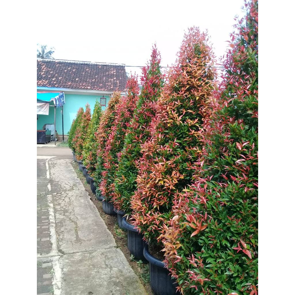 Pohon Pucuk Merah 350 cm UP - Tanaman Pagar Alami - Bibit Pucuk Merah Besar Rimbun Murah - Tanaman O