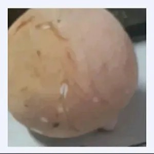 kelapa bulat tua/ muda