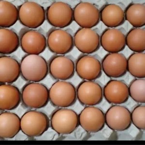 telur ayam negeri 1 tray