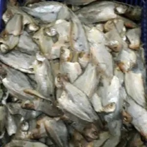 ikan sepat rawa 100g