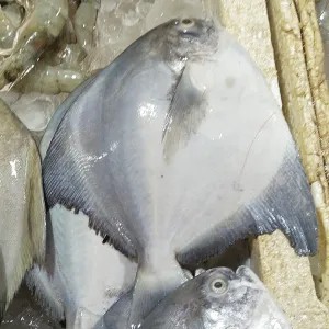 IKAN BAWAL PUTIH 1kg