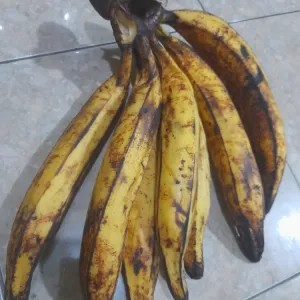pisang tanduk sukabumi 1