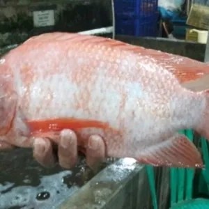 Ikan Nila Hidup 1kg