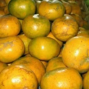 Jeruk Medan Ukuran Super 1Kg