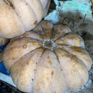 Walo / Labu Kuning Utuh Jumbo 1per pack