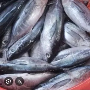 ikan tongkol basah per pack