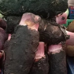 talas kalimantan 1kg