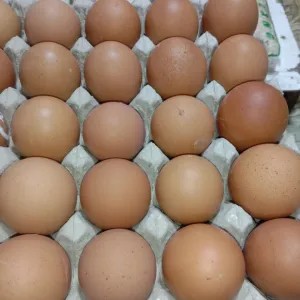 Telor Omega 1kg