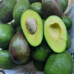 Alpukat Biasa Bagus 1kg