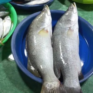 Ikan kakap putih utuh 1 ekor 1kg