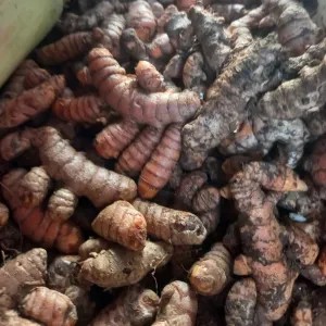 kunyit 1kg
