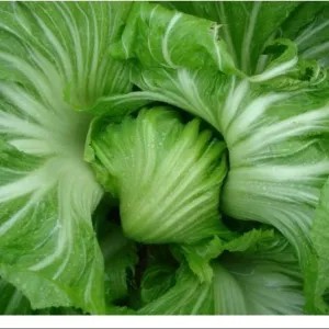 Sayur sawi pahit 1kg
