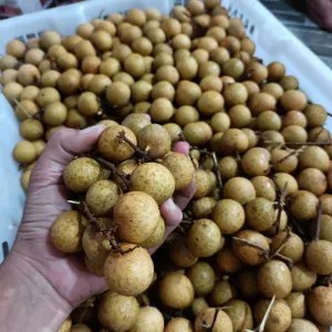 Kelengkeng bangkok 1 kg