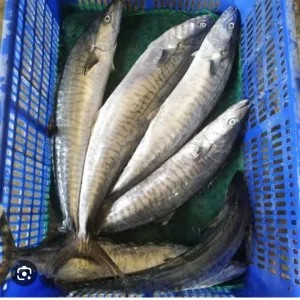 ikan tenggiri utuh super