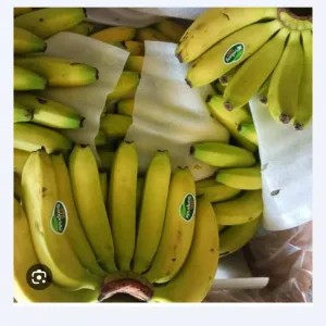 pisang sunpride satu cengkeh setengah matang