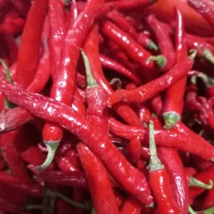 cabe merah besar 1kg