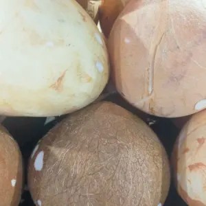 Kelapa Parut Muda