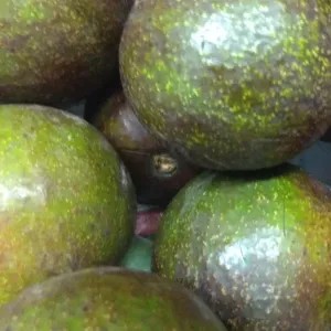 Alpukat 1kg