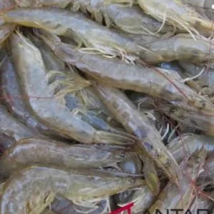 UDANG VANAME KECIL 1kg