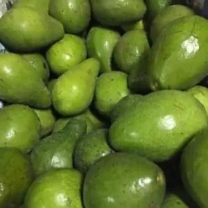 Alpukat 1Kg