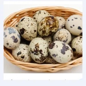 telur puyuh 1 kg mentah