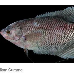 ikan gurame hidup 1kg