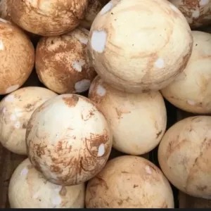 Kelapa muda diparut buat botok