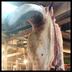 Lidah Sapi 1Kg