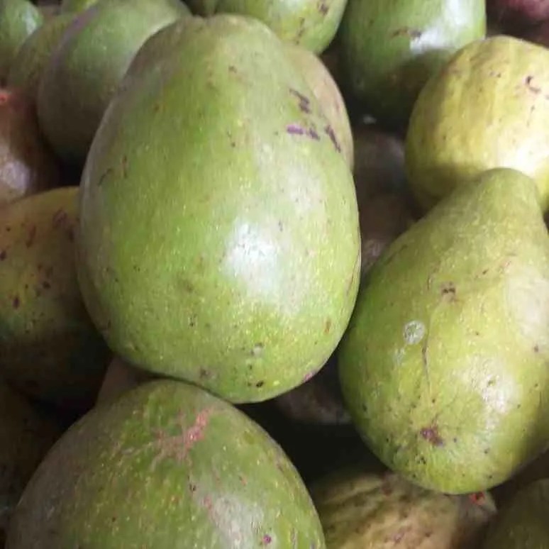 Buah Alpukat 1 Kg