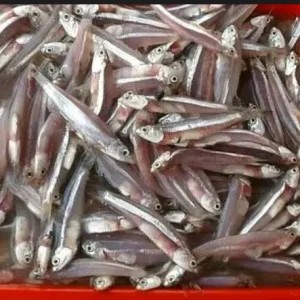 ikan tri basah 250g