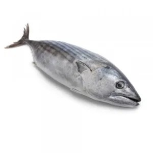 ikan tongkol basah 1kg
